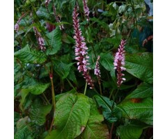 Duizendknoop - Persicaria amplexicaulis 'Rosea'