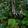 Duizendknoop - Persicaria amplexicaulis 'Rosea'