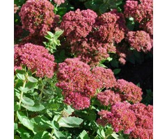 Hemelsleutel - Sedum Herbstfreude