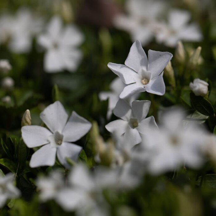 Maagdenpalm - Vinca minor 'Gertrude Jekyll'