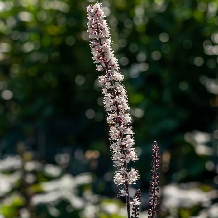 Zilverkaars - Cimicifuga ramosa 'Atropurpurea' (Actaea)