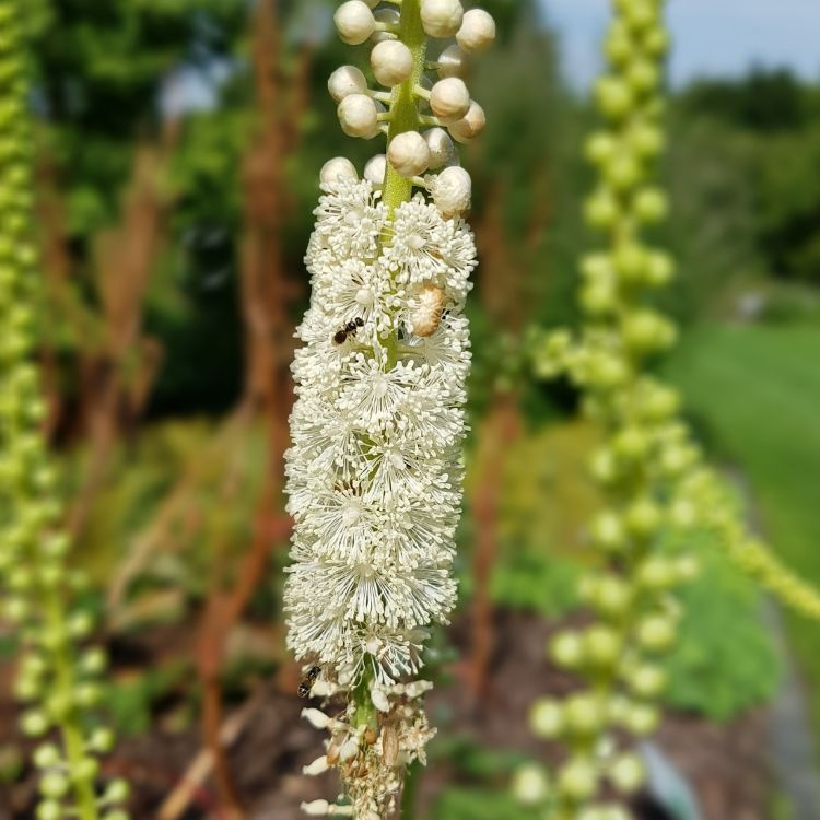Zilverkaars - Cimicifuga simplex 'White Pearl' (Actaea)