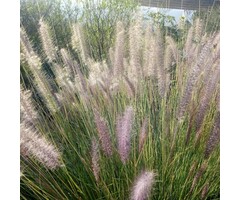 Struisriet - Calamagrostis brachytricha