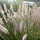 Struisriet - Calamagrostis brachytricha