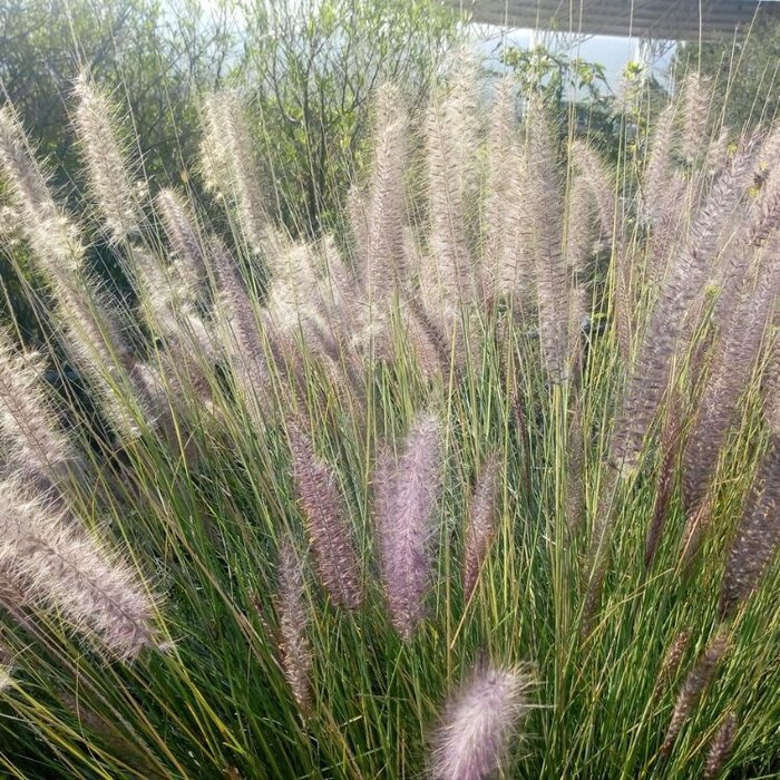 Struisriet - Calamagrostis brachytricha