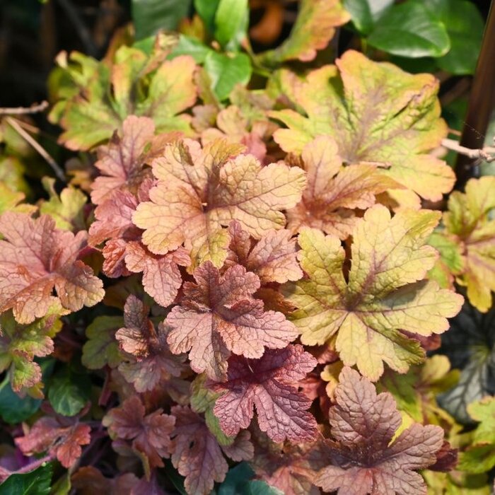 Purperklokje - Heuchera 'Marmelade'