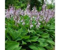 Hartlelie - Hosta sieboldiana 'Elegans'