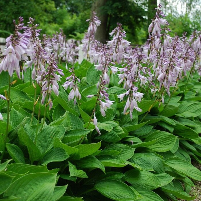 Hartlelie - Hosta sieboldiana 'Elegans'
