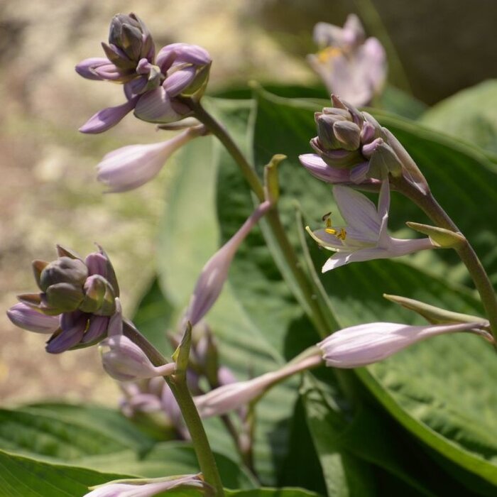 Hartlelie - Hosta sieboldiana 'Elegans'