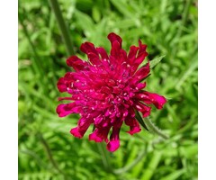 Beemdkroon - Knautia macedonica
