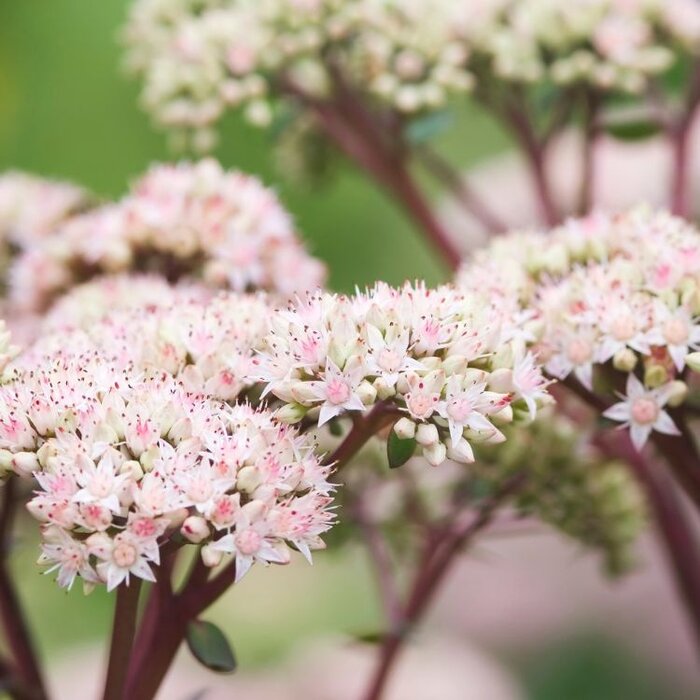Vetkruid - Sedum 'Matrona'
