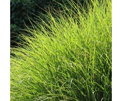 Blauwgras - Sesleria autumnalis