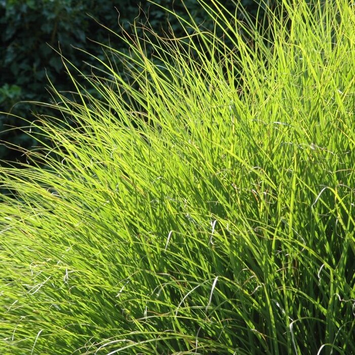 Blauwgras - Sesleria autumnalis