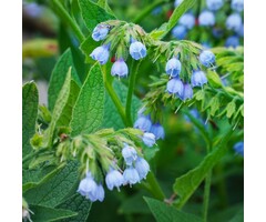 Smeerwortel - Symphytum grandiflorum 'Hitcote'