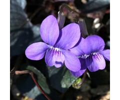 Viooltje - Viola labradorica