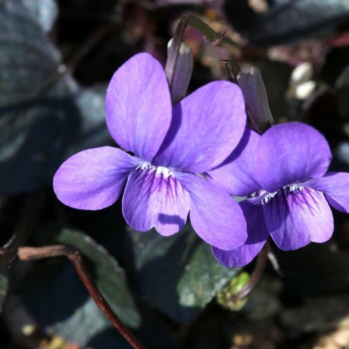 Viooltje - Viola labradorica