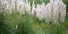 Pampasgras (Cortaderia)