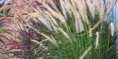 Lampepoetsersgras (Pennisetum)