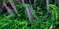 Leliegras (Liriope)