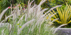 Olifantengras (Miscanthus)