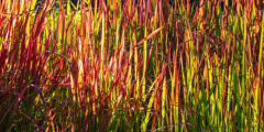 Japans bloedgras (Imperata)