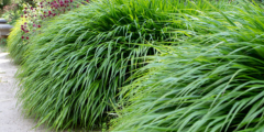 Japans berggras (Hakonechloa)