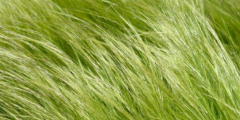 Vedergras (Stipa)