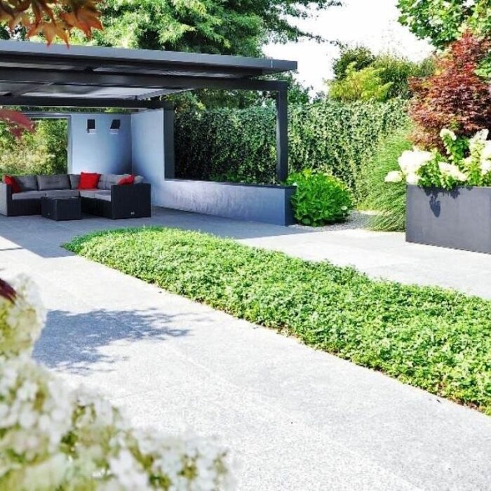 Plantenmat Vinca minor 'Alba' - Maagdenpalm Bordermat (57 x 38 cm)