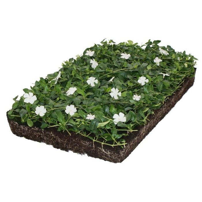 Plantenmat Vinca minor 'Alba' - Maagdenpalm Bordermat (57 x 38 cm)