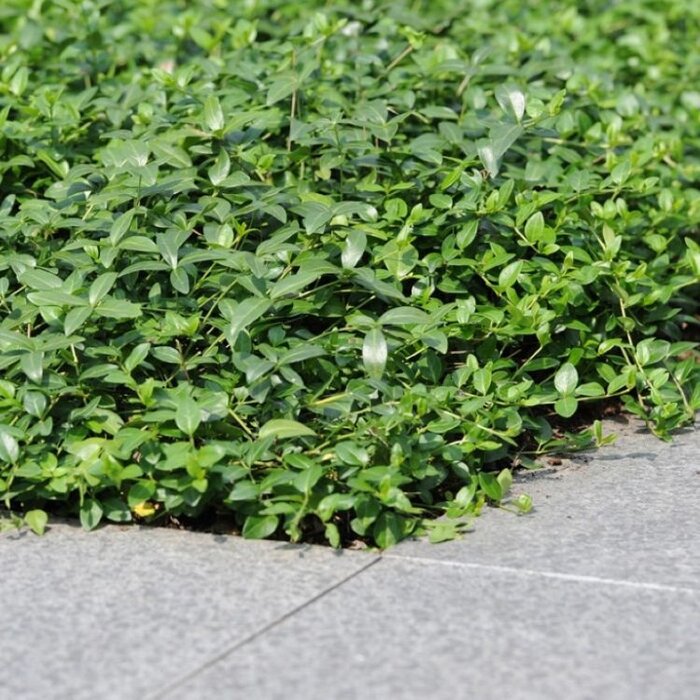 Plantenmat Vinca minor 'Atropurpurea' - Maagdenpalm  Bordermat (57 x 38 cm)