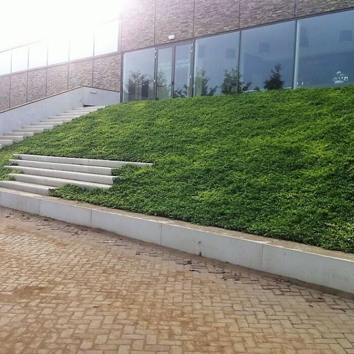 Plantenmat Vinca minor 'Atropurpurea' - Maagdenpalm  Bordermat (57 x 38 cm)