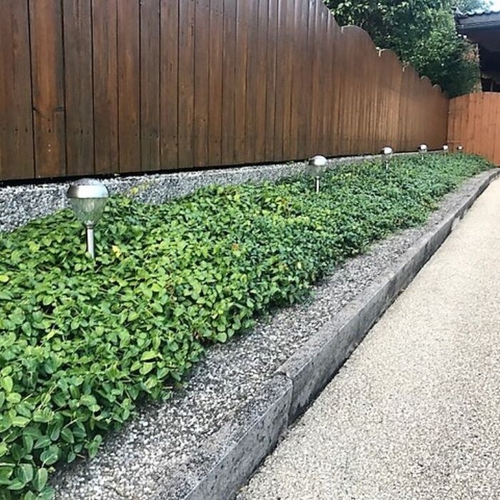 Plantenmat Vinca minor 'Atropurpurea' - Maagdenpalm  Bordermat (57 x 38 cm)