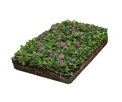 Plantenmat Vinca minor 'Atropurpurea' - Maagdenpalm