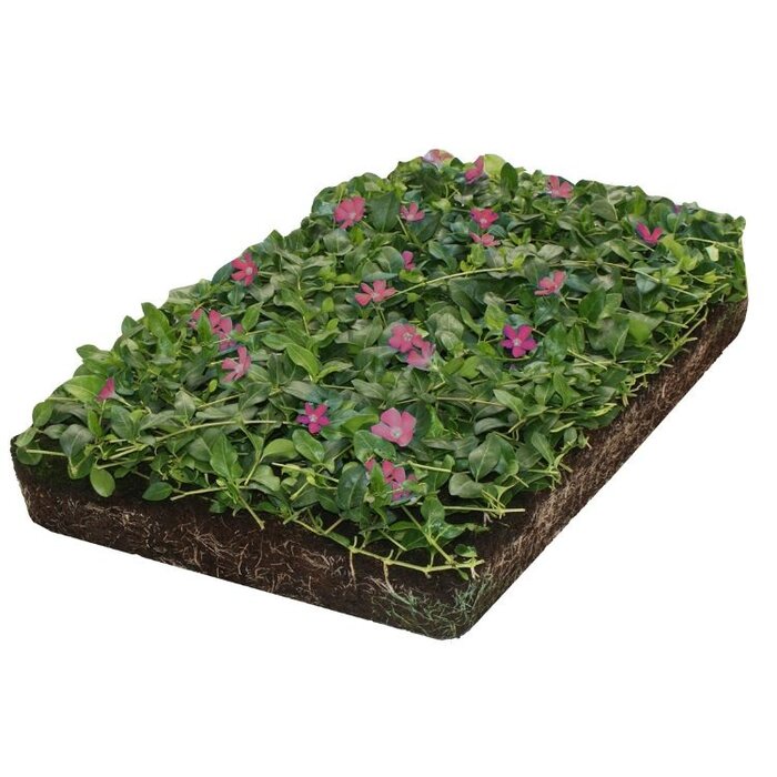 Plantenmat Vinca minor 'Atropurpurea' - Maagdenpalm  Bordermat (57 x 38 cm)