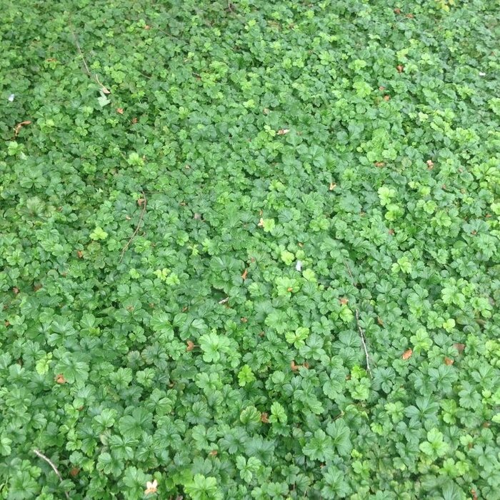 Plantenmat Waldsteinia - Goudaardbei Bordermat (57 x 38 cm)