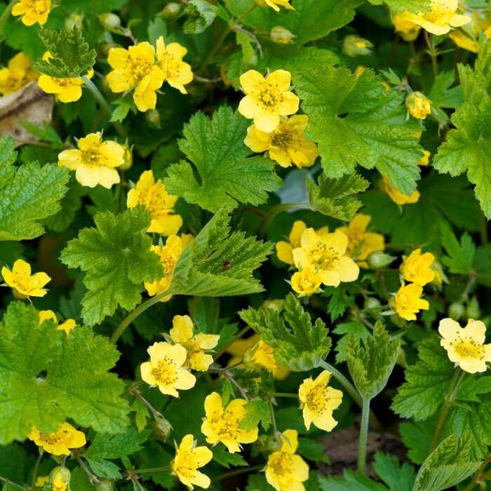 Plantenmat Waldsteinia - Goudaardbei Bordermat (57 x 38 cm)
