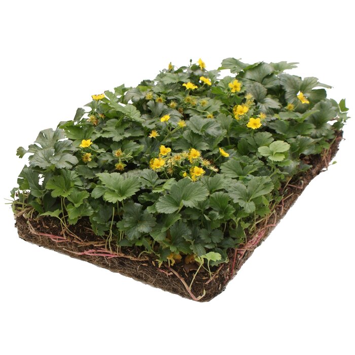Plantenmat Waldsteinia - Goudaardbei Bordermat (57 x 38 cm)