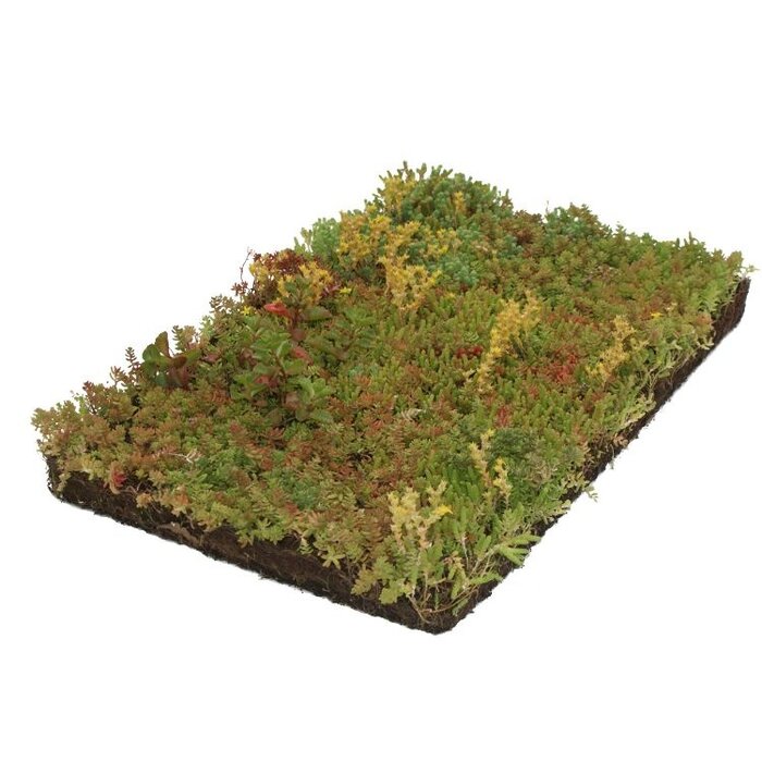 Plantenmat Sedum Bordermat (57 x 38 cm)