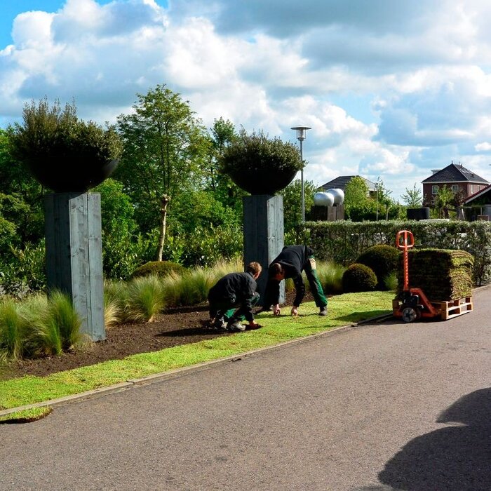 Plantenmat Sedum Bordermat (57 x 38 cm)