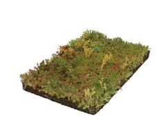 Plantenmat Sedum Buitenkwaliteit- Vetkruid