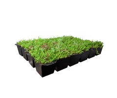 Plantenmat Sedum dak casette - Vetkruid