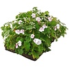 Plantenmat Geranium - Ooievaarsbek