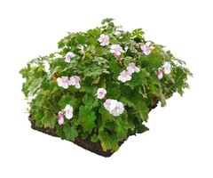 Plantenmat Geranium - Ooievaarsbek