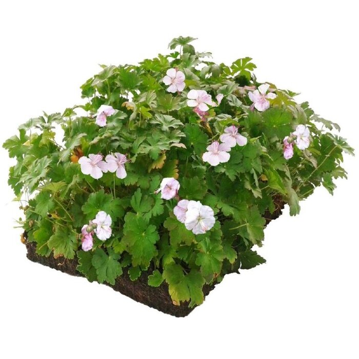 Plantenmat Geranium - Ooievaarsbek Bordermat (57 x 38 cm)