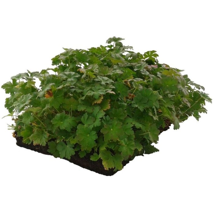 Plantenmat Geranium - Ooievaarsbek Bordermat (57 x 38 cm)
