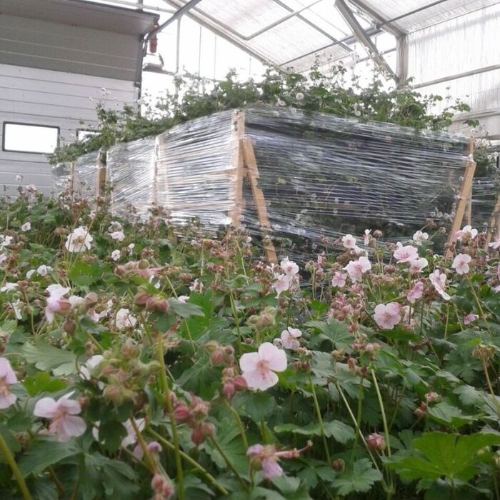 Plantenmat Geranium - Ooievaarsbek Bordermat (57 x 38 cm)