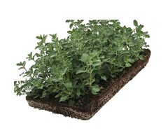 Plantenmat Nepeta - Kattenkruid