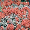 Stekelnootje - Acaena microphylla 'Kupferteppich'