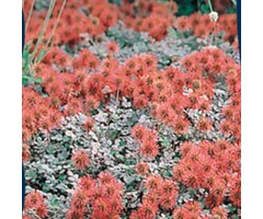 Stekelnootje - Acaena microphylla 'Kupferteppich'