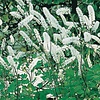 Zilverkaars - Cimicifuga simplex 'White Pearl' (Actaea)